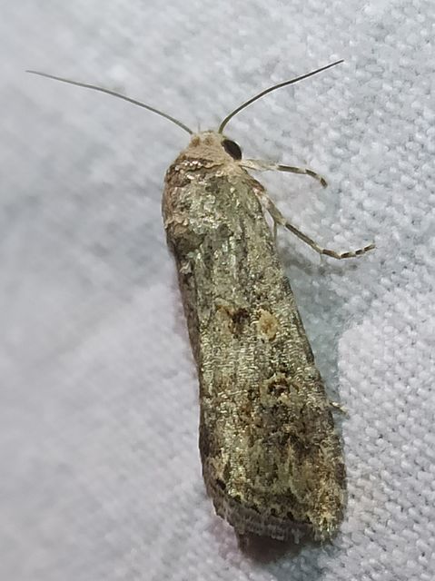 Spodoptera exigua - apró jegyesbagoly