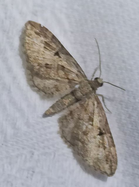 Eupithecia ericeata - feketefenyő-törpearaszoló