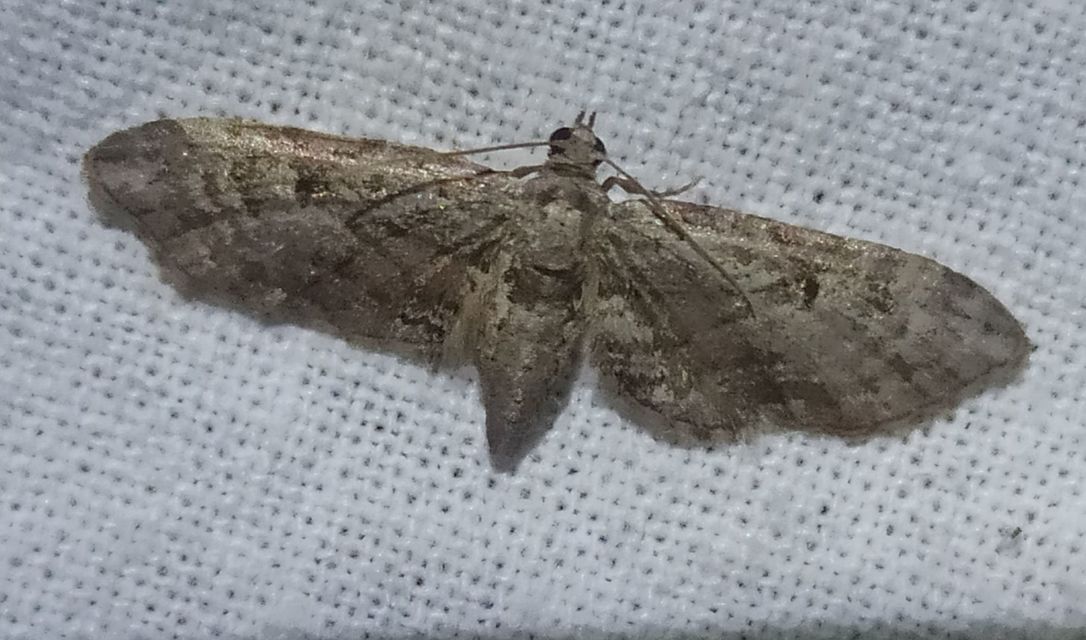 Eupithecia ericeata - feketefenyő-törpearaszoló
