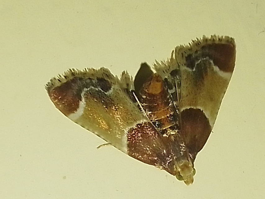 Pyralis farinalis - lisztilonca