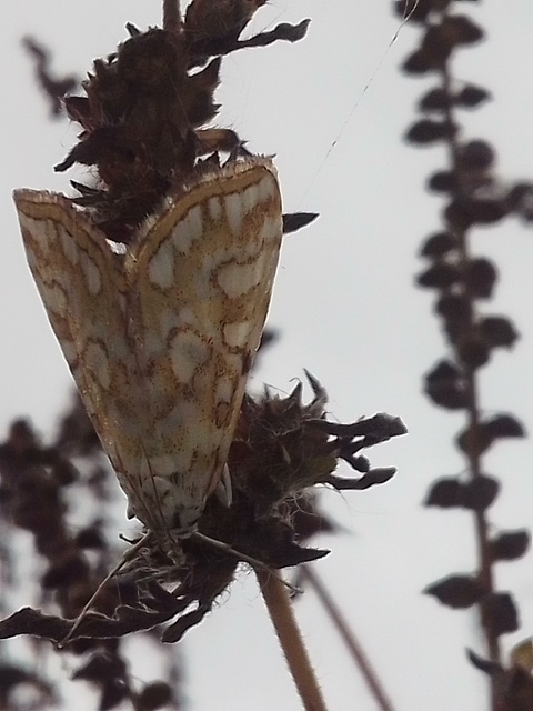 Elophila nymphaeata - tarka vízimoly