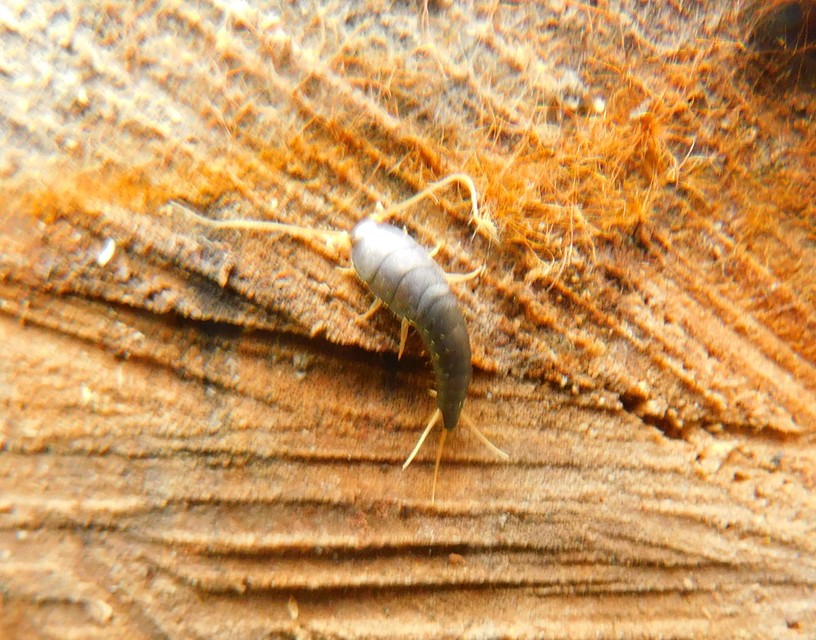 Zygentoma - Pikkelykék