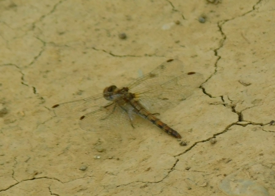 Sympetrum striolatum - harántsávos katona-szitakötő