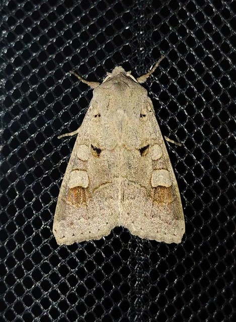 Ammoconia caecimacula - szürke őszibagoly
