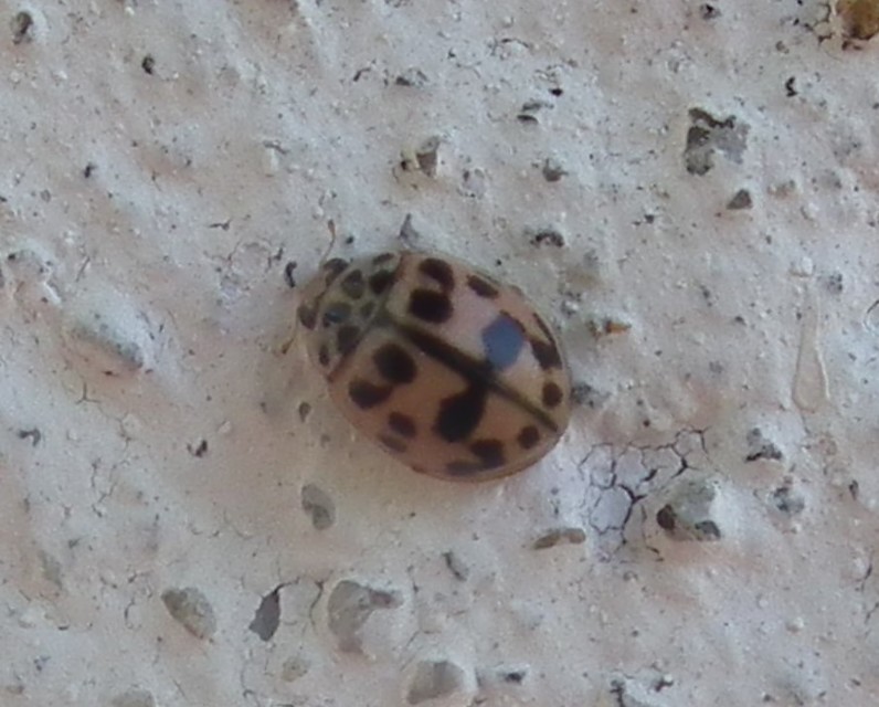 Oenopia conglobata - rózsás katica