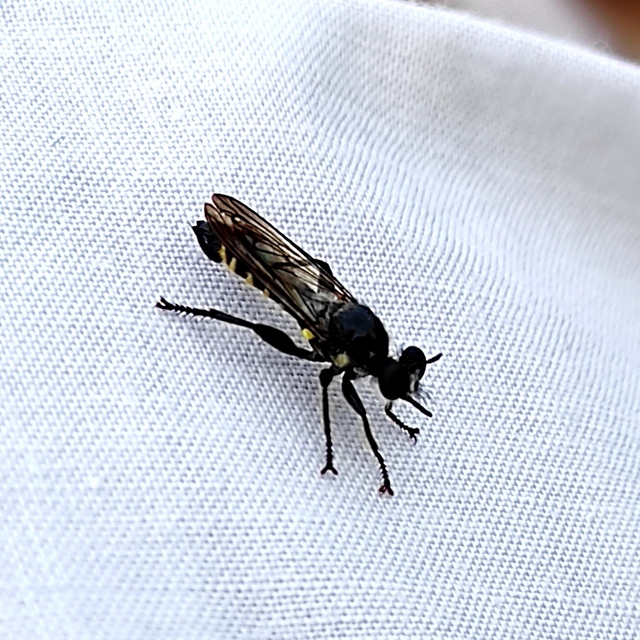 Choerades fimbriata/fulva