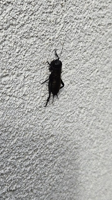 Gryllus campestris - mezei tücsök