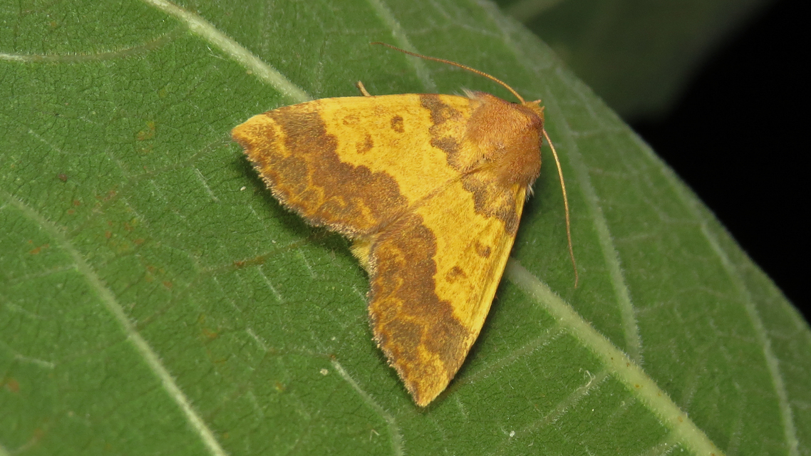 Tiliacea aurago - aranyló sárgabagoly