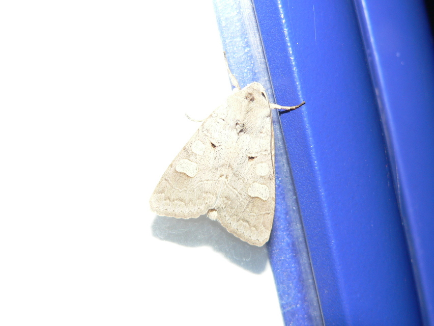 Ammoconia caecimacula - szürke őszibagoly