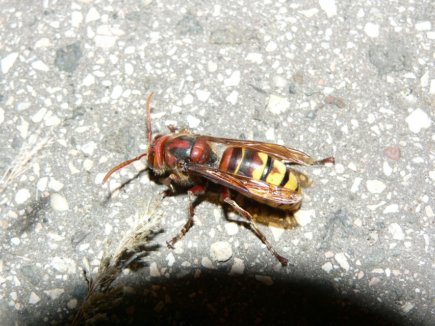 Vespa crabro - lódarázs