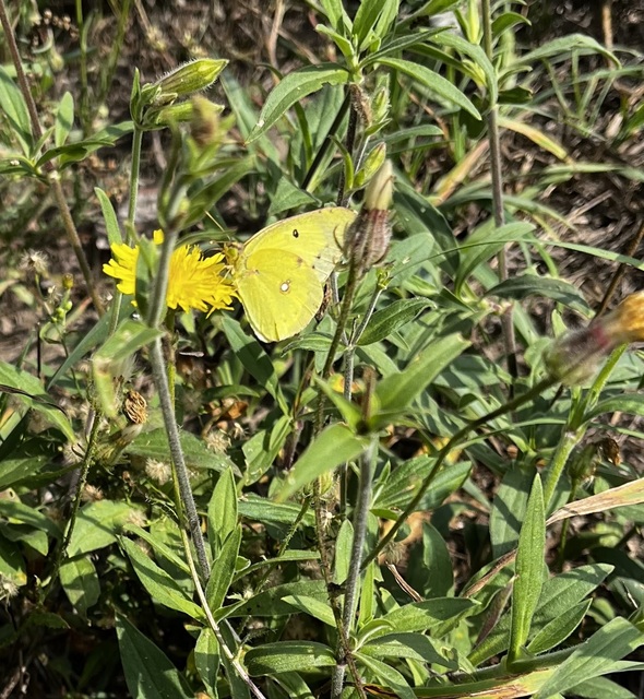 Colias erate - csángó-kéneslepke
