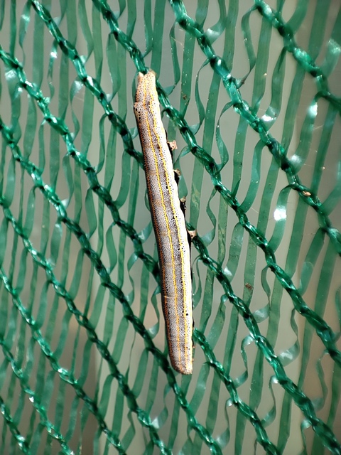 Anophia leucomelas - déli folyófűbagoly
