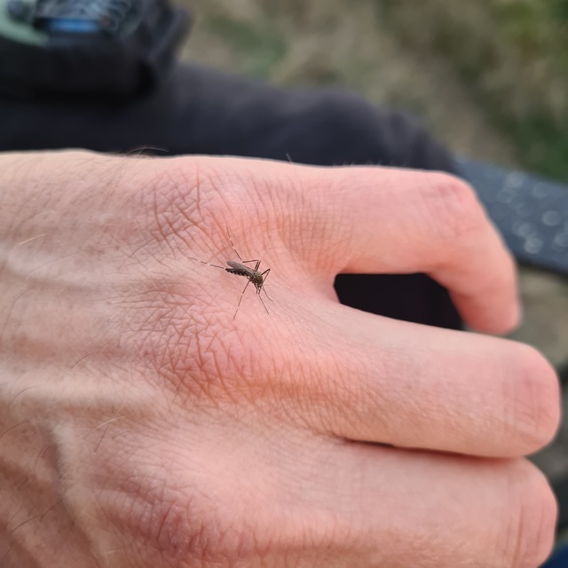 Culicidae - csípőszúnyogok