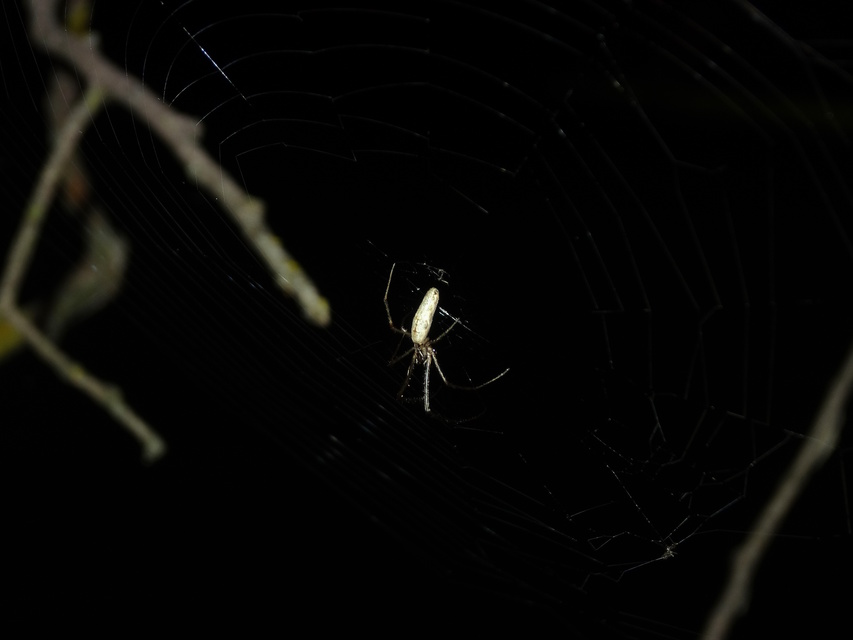 Tetragnatha