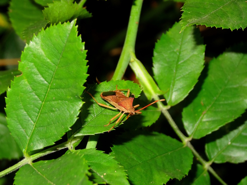 Gonocerus acuteangulatus - aranypetés karimáspoloska