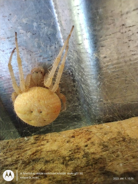 Araneus quadratus - négyes keresztespók