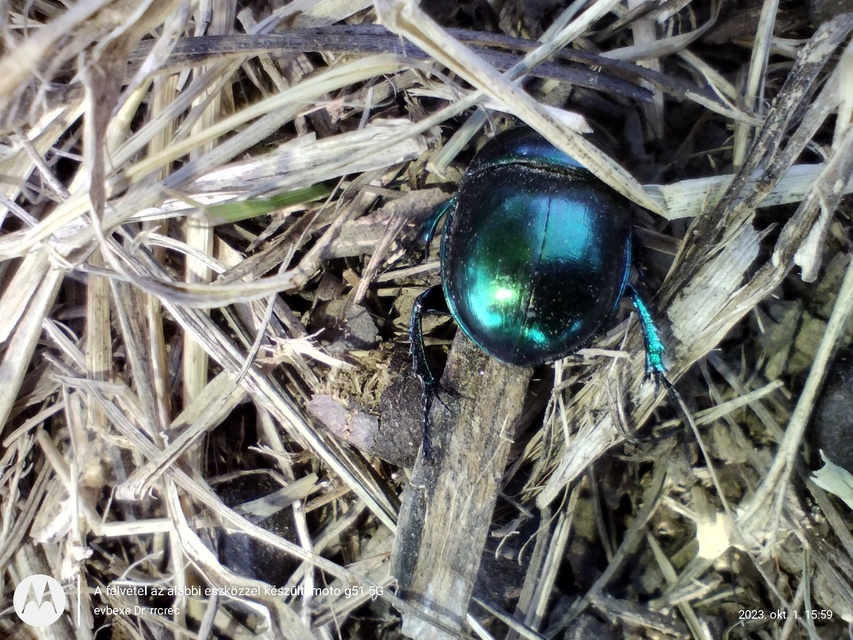 Trypocopris vernalis - tavaszi álganéjtúró