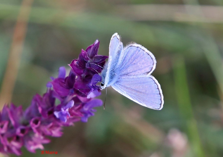 Polyommatus icarus - közönséges boglárka