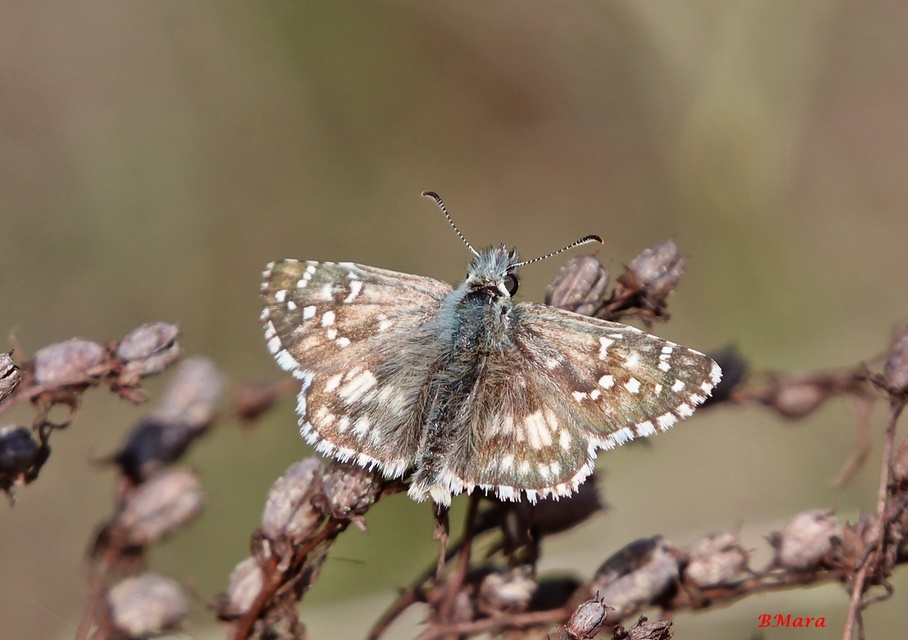 Pyrgus armoricanus - feles busalepke