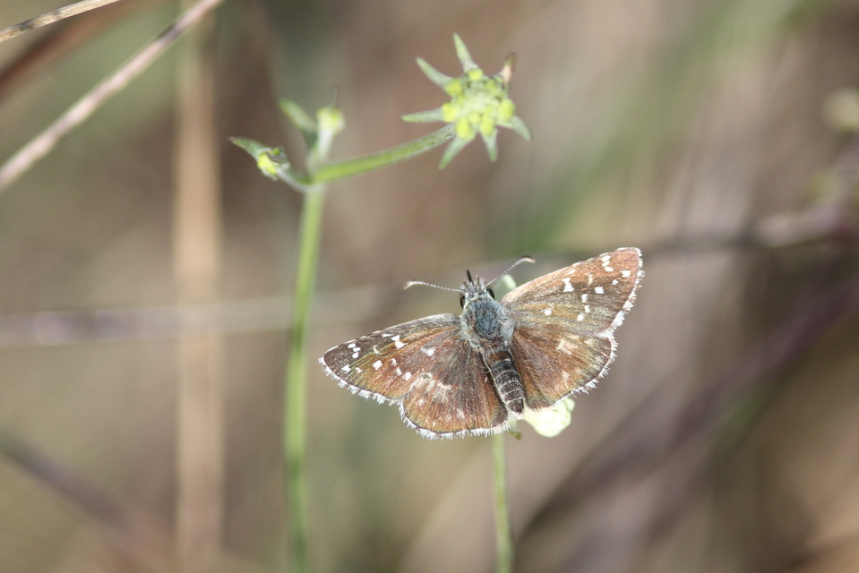 Pyrgus armoricanus - feles busalepke