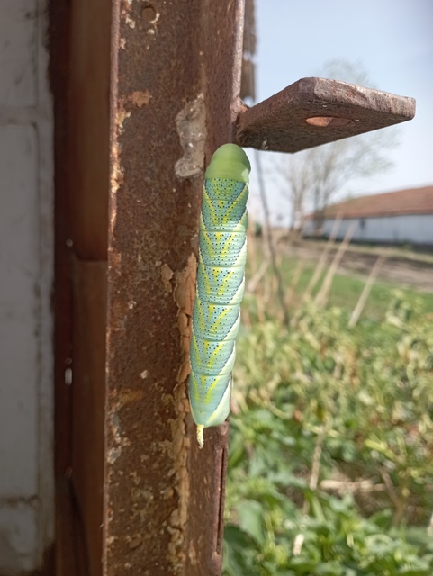 Acherontia atropos - halálfejes lepke