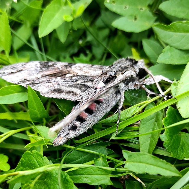 Agrius convolvuli - szulákszender
