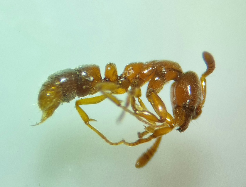 Hypoponera ergatandria