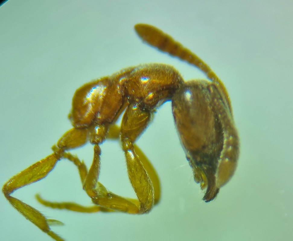 Hypoponera ergatandria