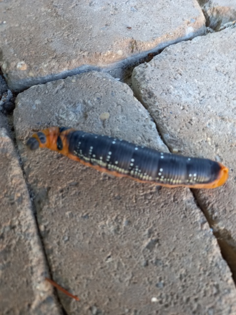 Daphnis nerii - oleanderszender