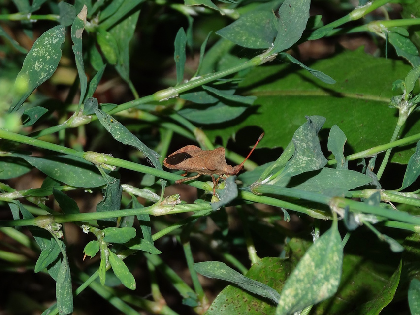 Coreus marginatus - közönséges karimáspoloska