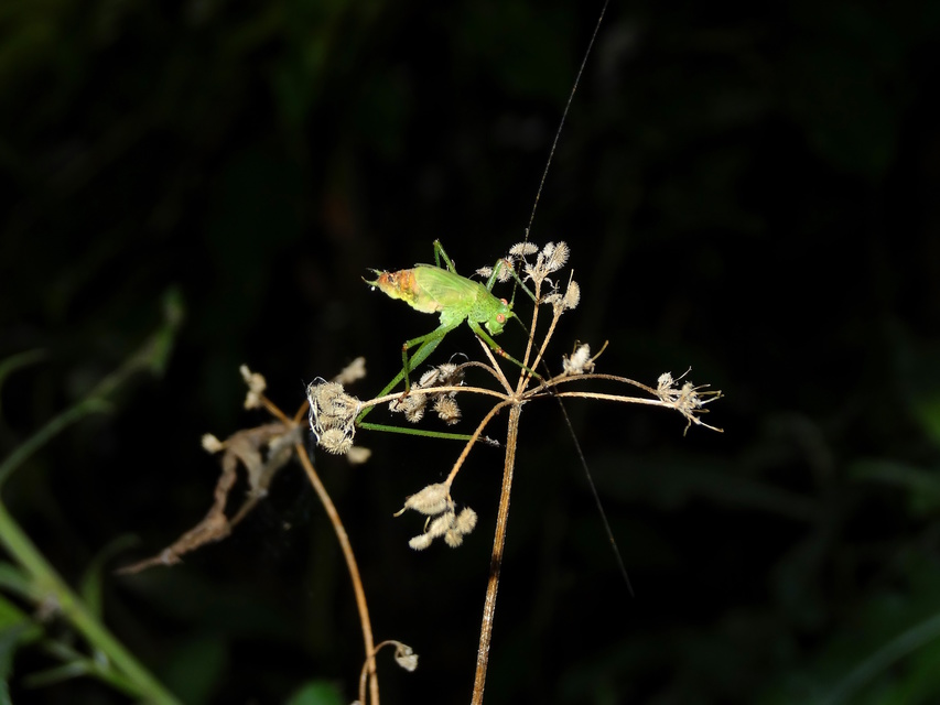 Phaneroptera nana - pontozott repülőszöcske