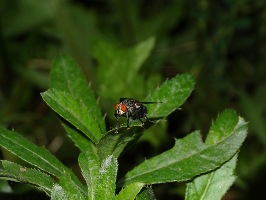 Sarcophagidae - húslégyfélék