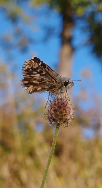 Pyrgus armoricanus - feles busalepke