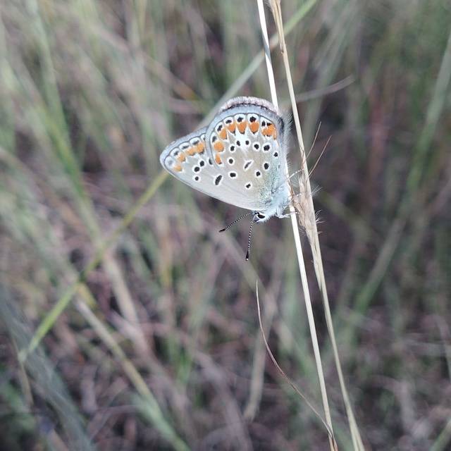 Polyommatus thersites - ibolyaszín boglárka