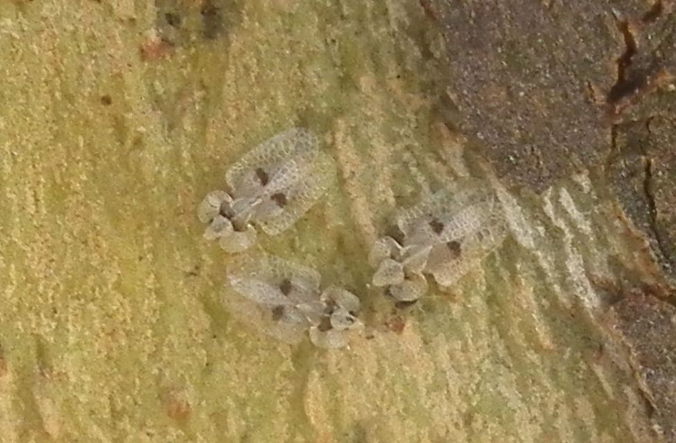 Corythucha ciliata - platán-csipkéspoloska