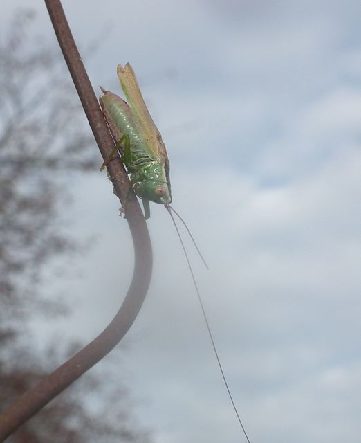 Conocephalus fuscus - kis kúpfejűszöcske