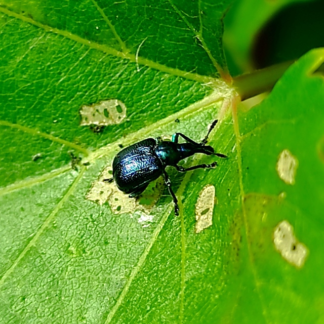 Byctiscus betulae - szőlő-levélsodró