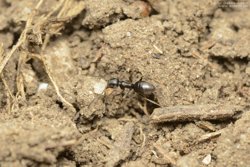 Tapinoma subboreale - ligeti kóborhangya
