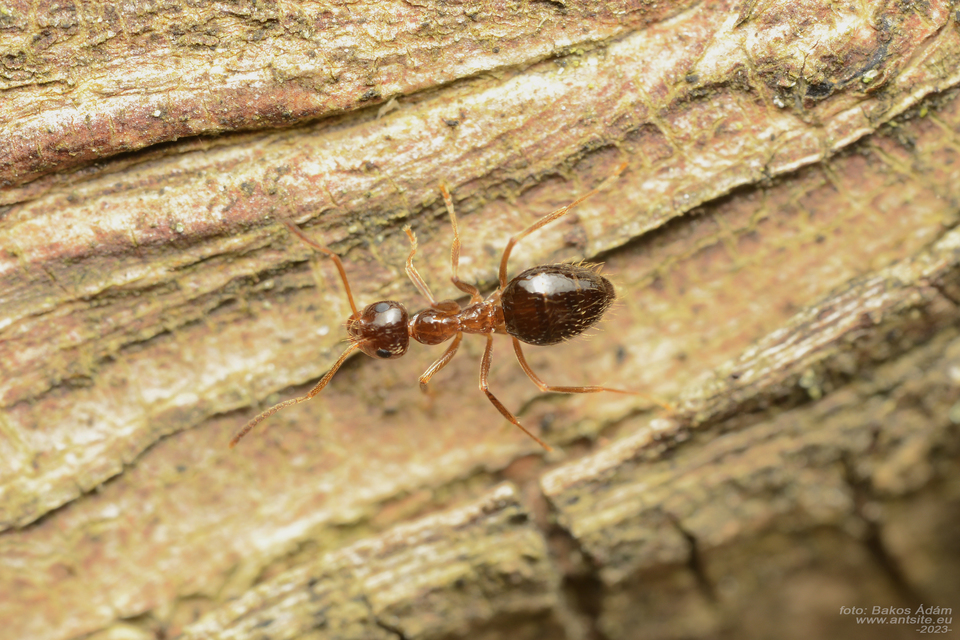 Prenolepis nitens - ragyogóhangya