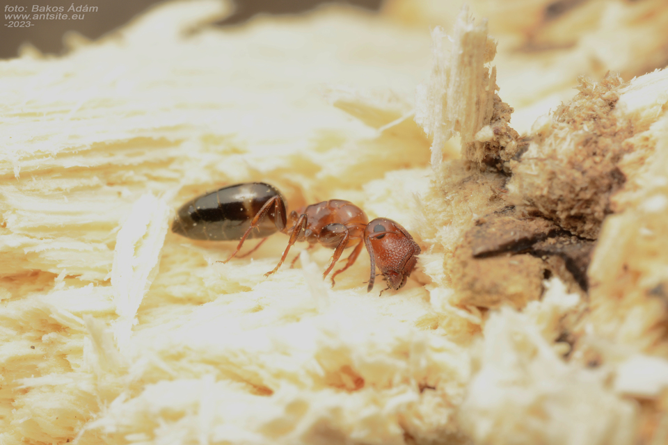 Colobopsis truncata - kapushangya