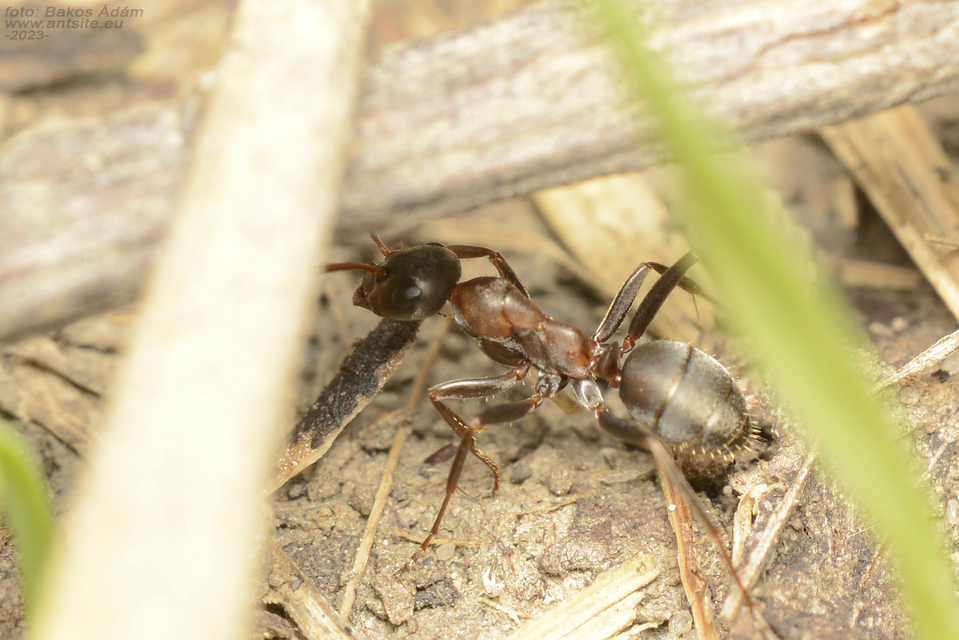 Formica rufibarbis - vörös rabszolgahangya
