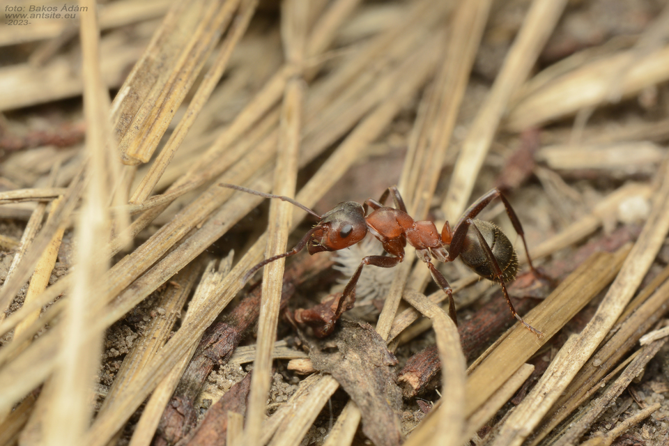 Formica sanguinea - vérvörös rablóhangya