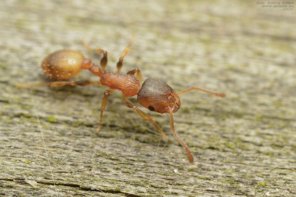 Temnothorax affinis - erdei kéreghangya