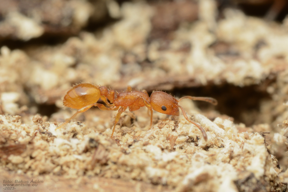 Temnothorax unifasciatus - gyűrűs kéreghangya