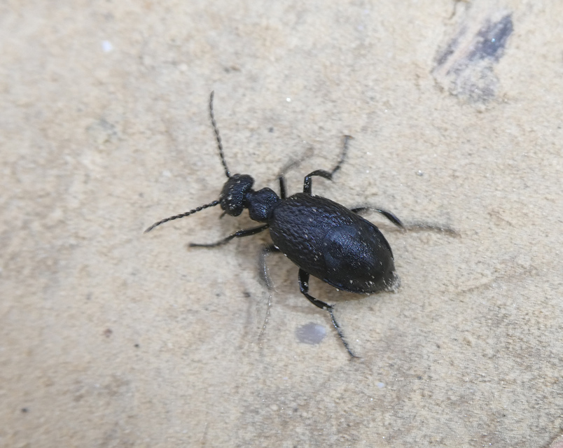 Meloe rugosus - ráncos nünüke