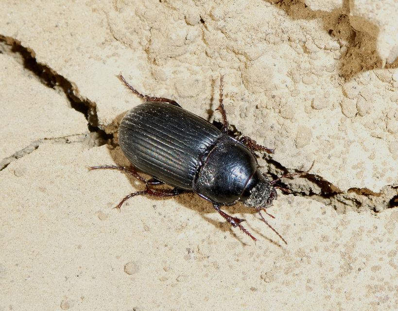 Zabrus tenebrioides - gabonafutó