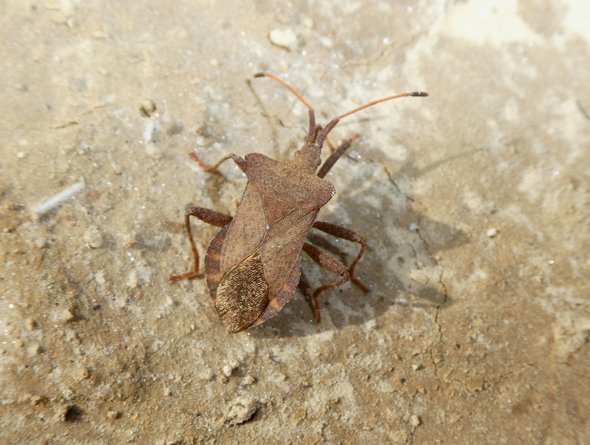 Coreus marginatus - közönséges karimáspoloska