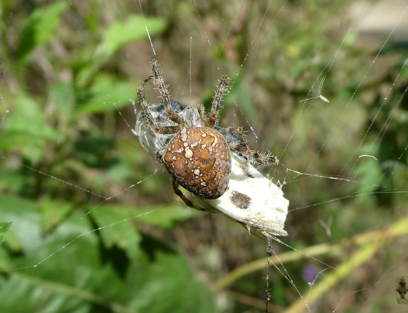 Araneus diadematus - koronás keresztespók