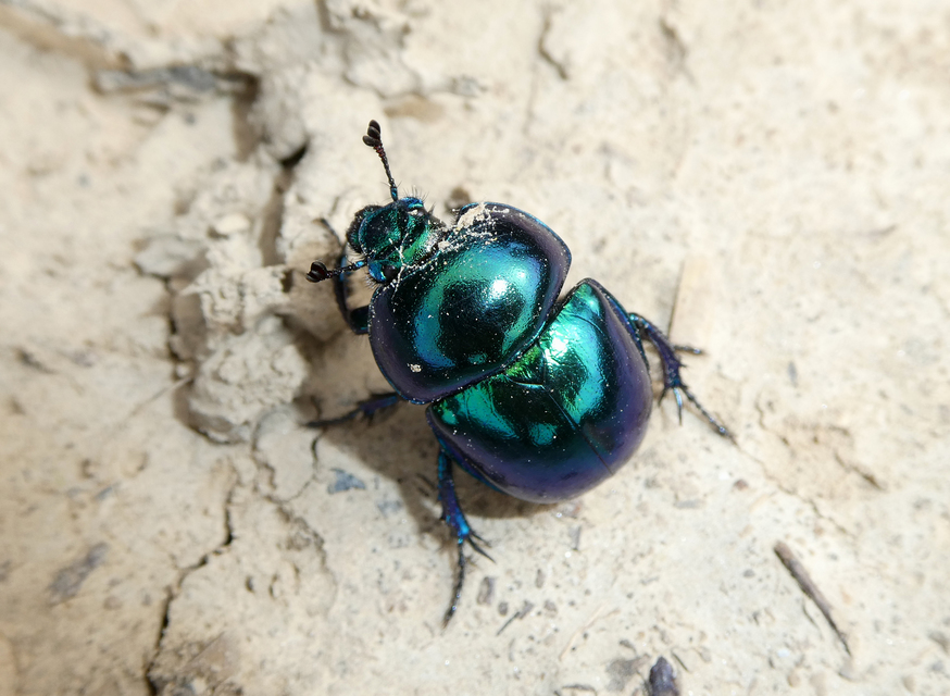 Trypocopris vernalis - tavaszi álganéjtúró