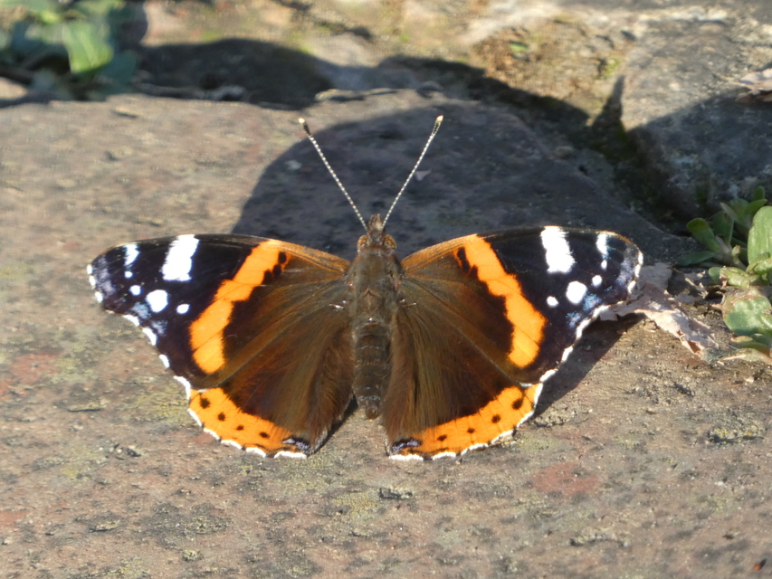 Vanessa atalanta - atalantalepke